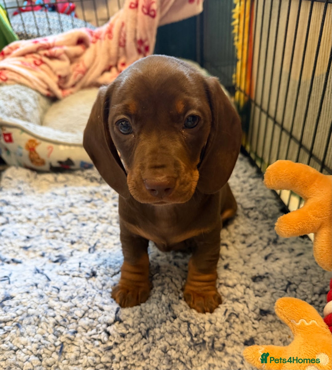 Miniature Dachshund dogs for sale: REDUCED…PRA Clear, KC Reg Miniature Dachshund Girl - Advert 20