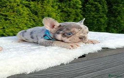 French Bulldog dogs for sale: ❤️ 🐶 beautiful French bulldog puppies ❤️🐶 - Image 33
