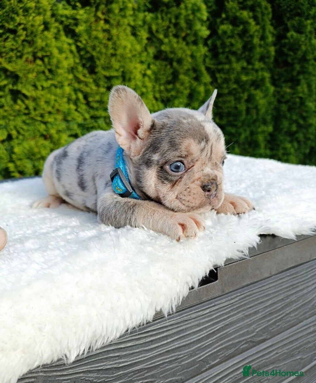 French Bulldog dogs for sale: ❤️ 🐶 beautiful French bulldog puppies ❤️🐶 - Image 33
