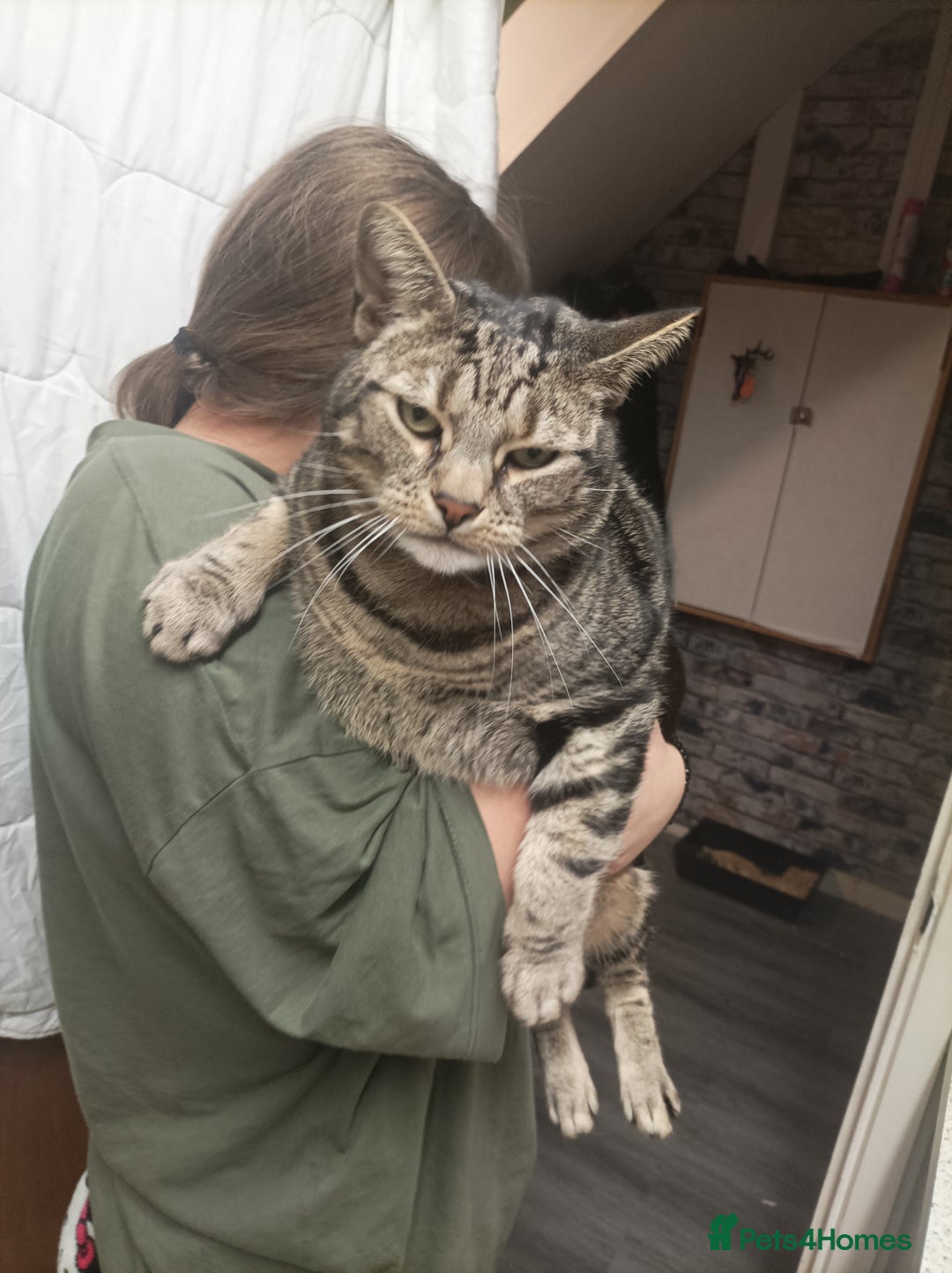 Bengal cats for sale: Freddie looking love home - Advert 2