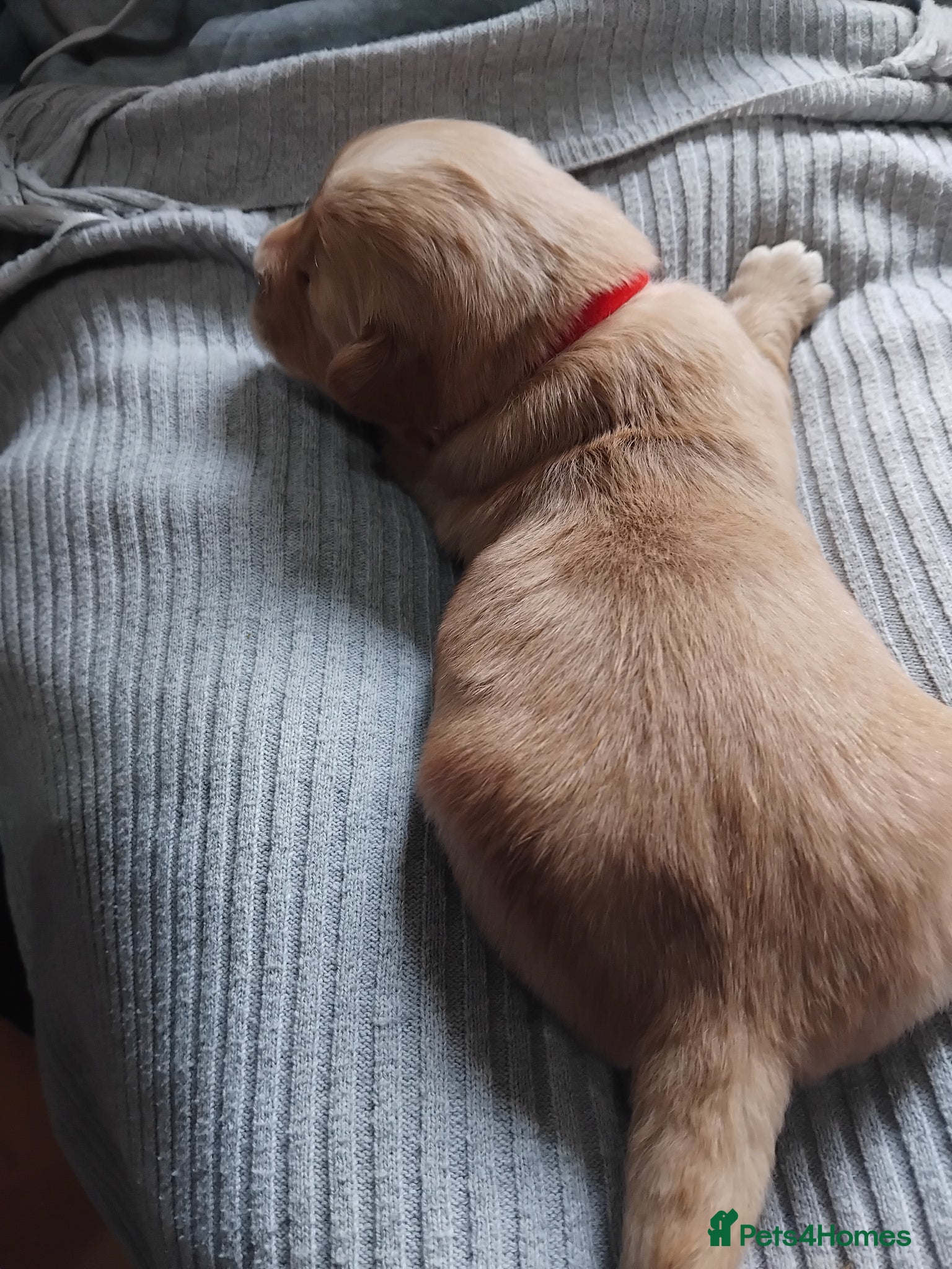 Golden Retriever Puppy 1