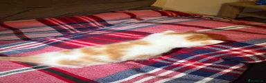 British Shorthair 5
