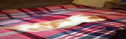 British Shorthair cats for sale: Beautiful British shorthaired kittens available in Shrewsbury - Advert 20