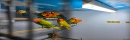 Lovebirds birds for sale: DNA MALE Lovebirds ONLY - Advert 1