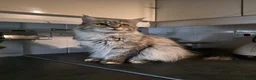 Maine Coon cats for sale: Cleo - Maine Coon - Looking for a loving home. - Advert 25