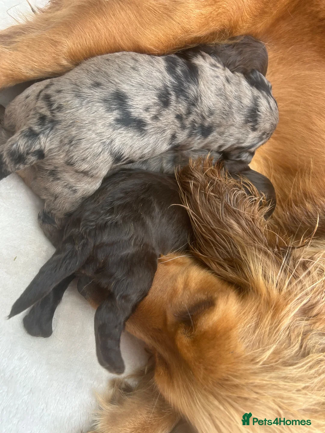 Cockapoo dogs for sale: 5 F1 cockapoo pups  - Advert 2