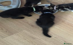 Mixed Breed cats for sale: Adorable kittens  - Image 5