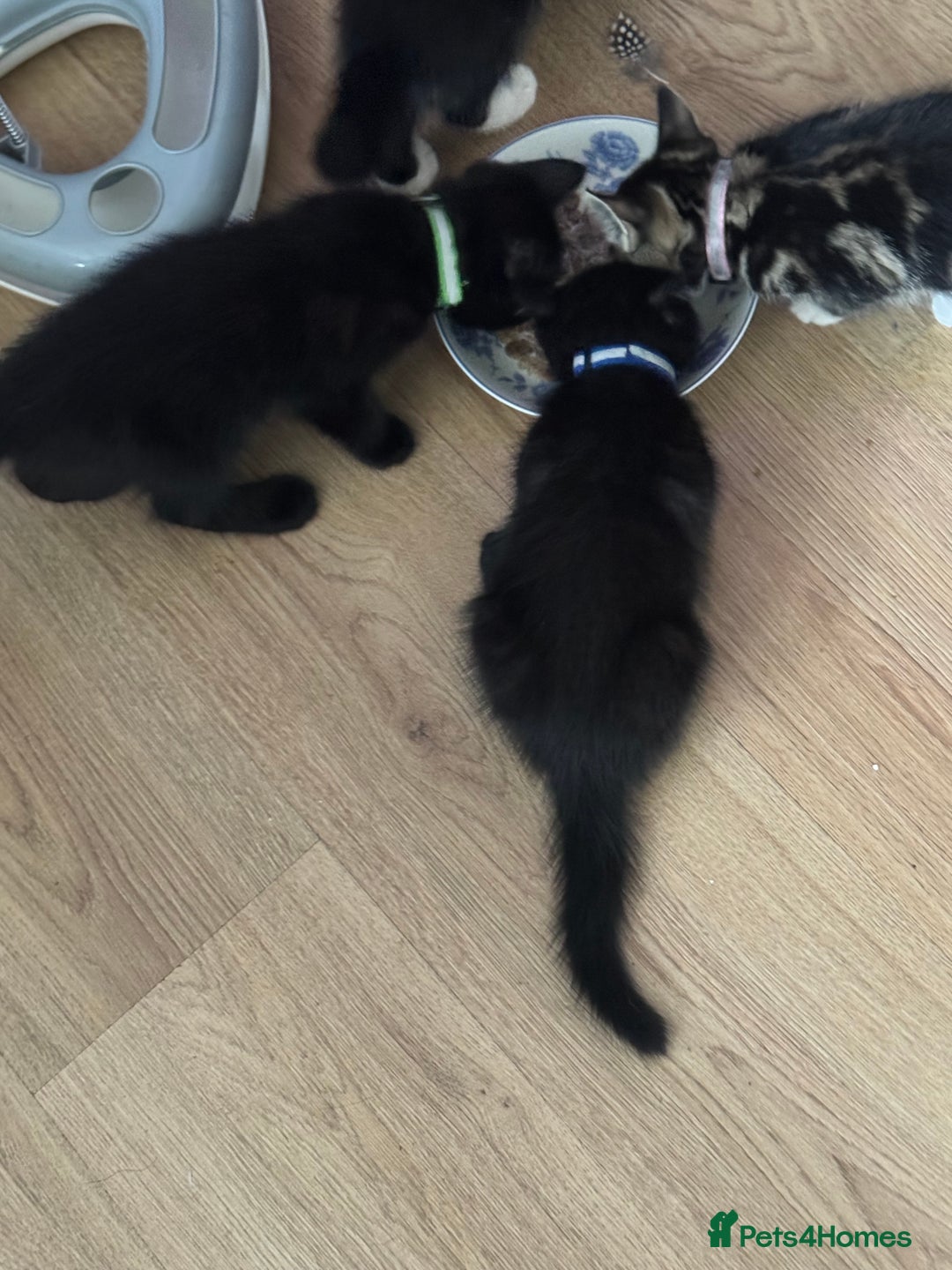 Mixed Breed cats for sale: Adorable kittens  - Image 5