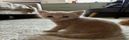 Bengal cats for sale: 5 beautiful mixed Bengal and Russian Angora. - Advert 6