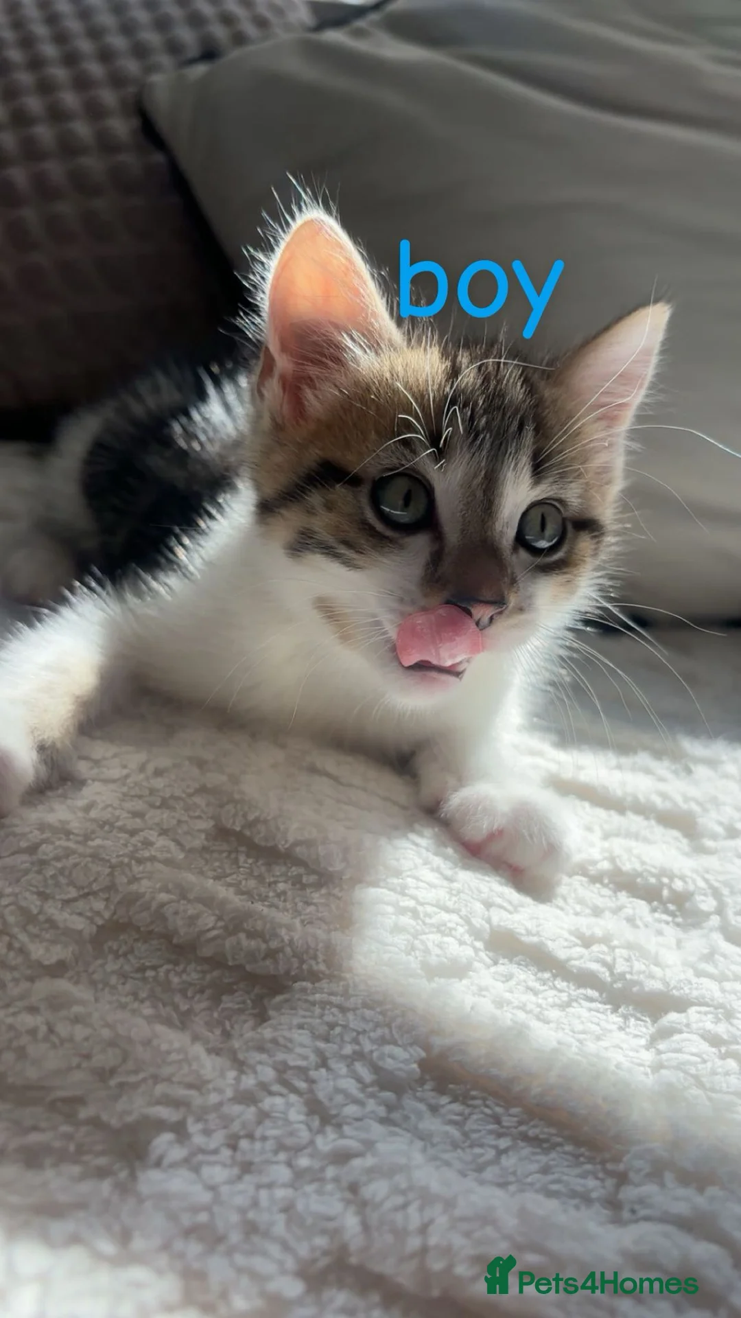 Domestic Shorthair cats for sale: Girl and boy kitten for sale  - Advert 2