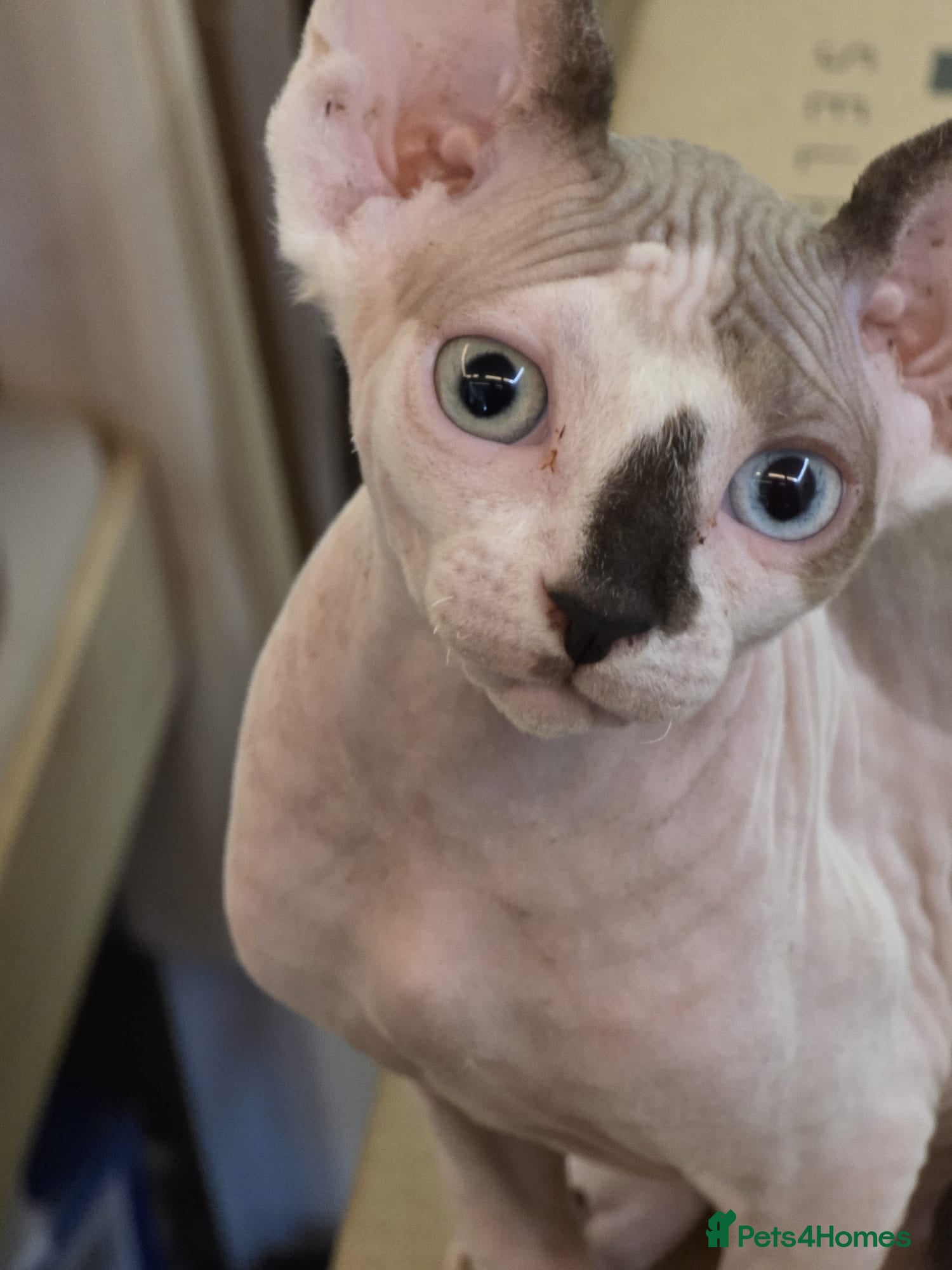 Sphynx cats Odd eyed pedigree sphynx kitten  Health Guarantee  - Advert 6
