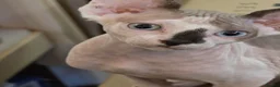 Sphynx cats for sale: Odd eyed pedigree sphynx kitten  Health Guarantee  - Advert 32