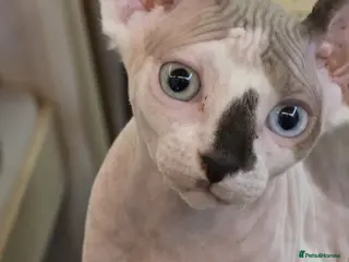 Sphynx cats Odd eyed pedigree sphynx kitten Health Guarantee - Advert 2