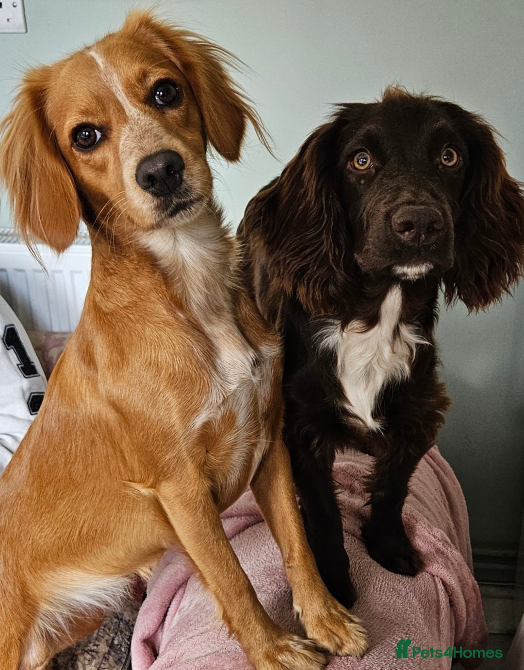 Sprocker dogs for sale: Beautiful chunky sprocker spaniel puppies  - Advert 17