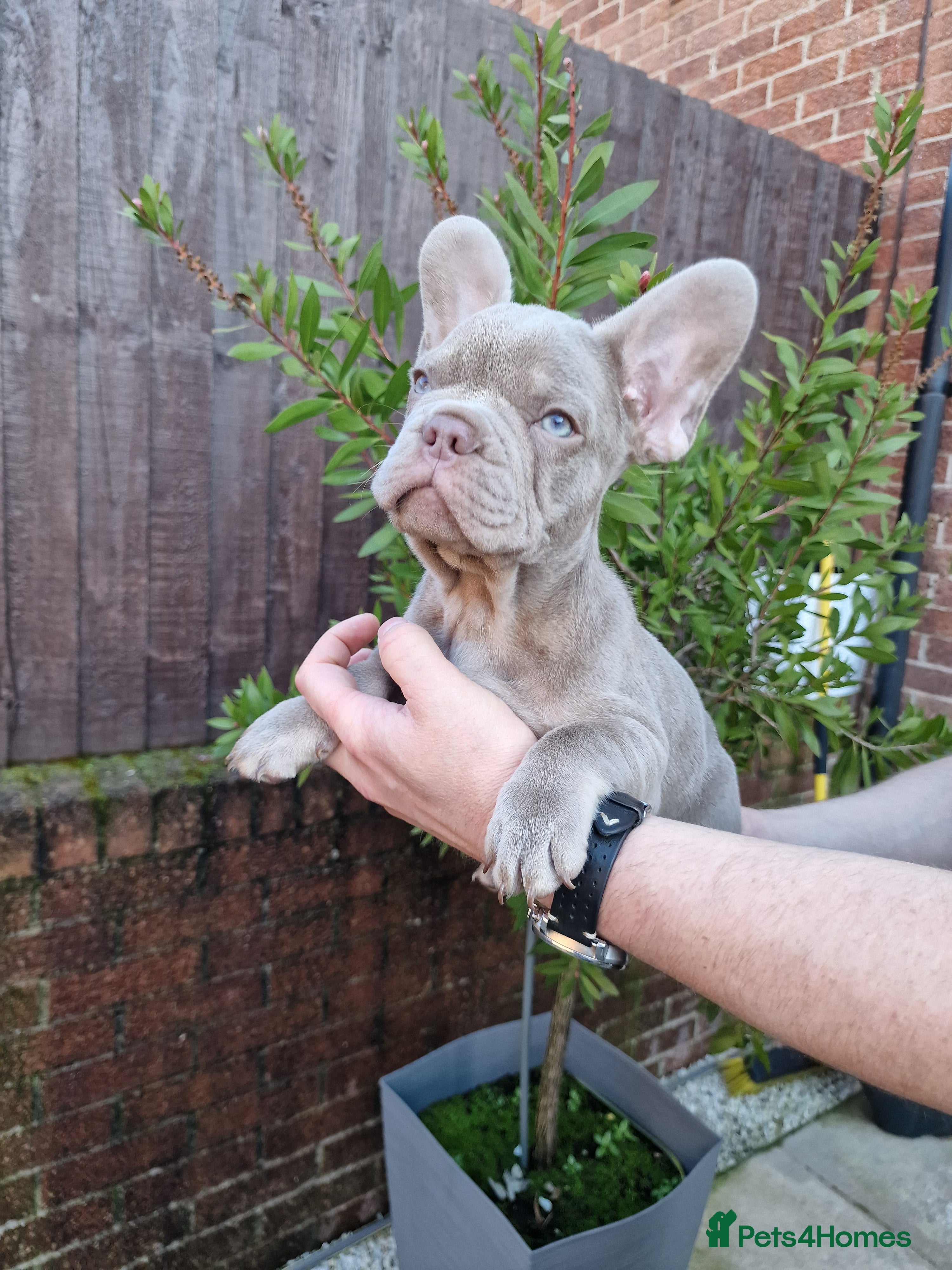 French Bulldog dogs French bulldog - Advert 4