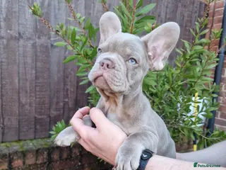 French Bulldog dogs French bulldog - Advert 4