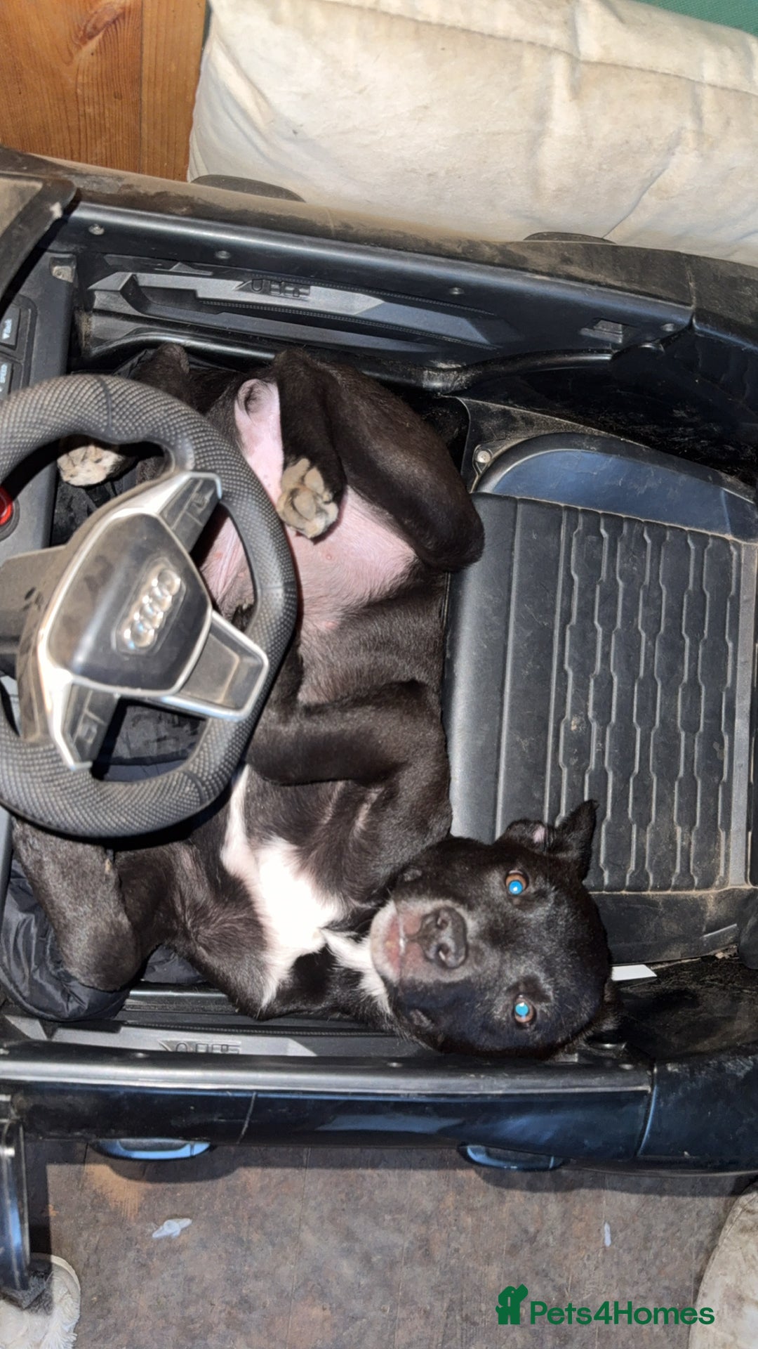 Mixed Breed dogs for sale: Staffy cross girl for sale  - Advert 1