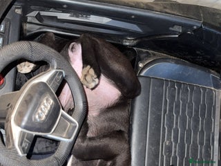 Mixed Breed dogs Staffy cross girl for sale - Advert 1