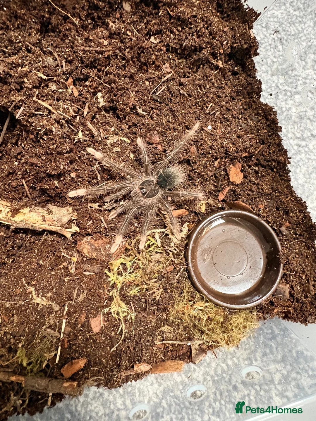 Tarantulas invertebrates for sale: 2x Theraphosa Pink Foot Goliaths, unsexed - Advert 1