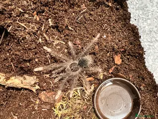 Tarantulas invertebrates 2x Theraphosa Pink Foot Goliaths, unsexed - Advert 1