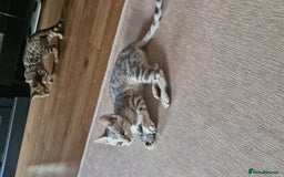 Bengal cats for sale: READY REDUCED TICA Genetic/Health Tested Bengals - Image 11