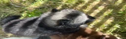 Pomsky dogs for sale: Pomsky puppies  - Advert 8