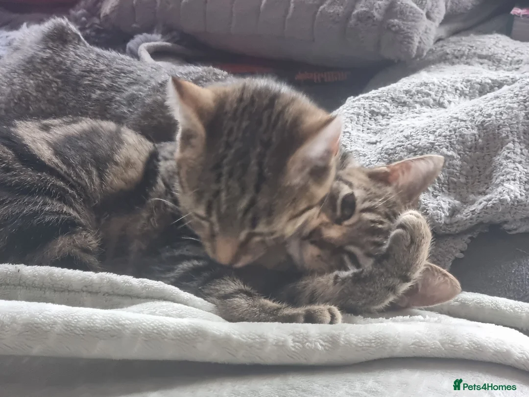 Domestic Shorthair cats for sale: Last two gorgeous tortie/tabby female kittens.  - Advert 2