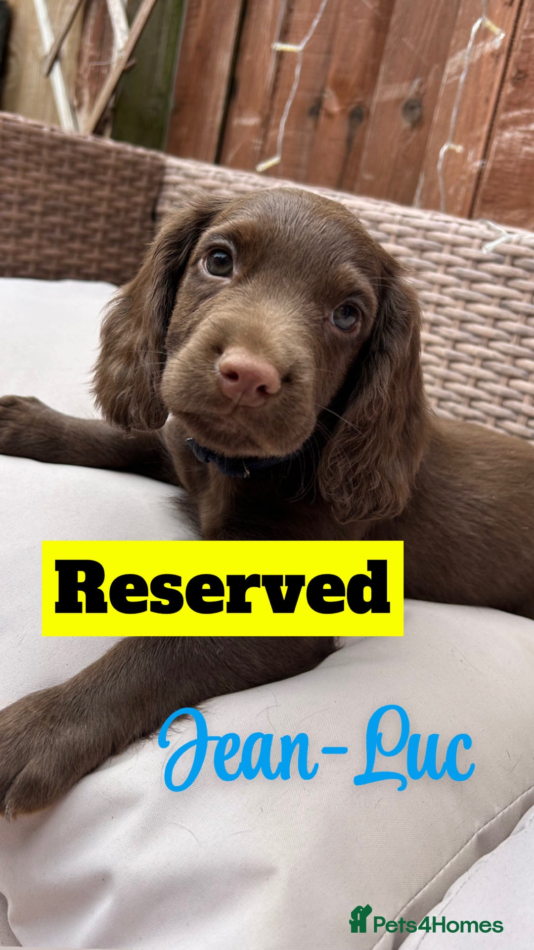 Cocker Spaniel dogs for sale: *1 Puppy left* Cocker spaniels READY TO LEAVE  - Image 13