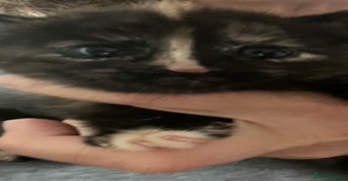 Mixed Breed cats - Advert 15