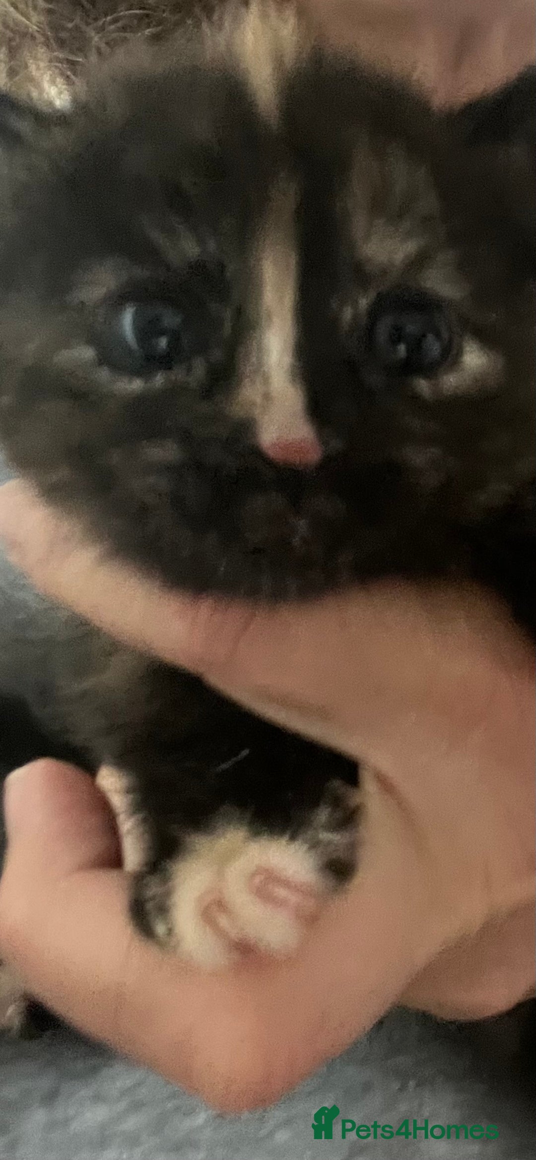Mixed Breed cats for sale: Stunning tortoise shell kittens 9 weeks - Image 4