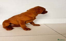 Labrador Retriever dogs for sale: Darkest Fox Red Labrador Puppies  - Image 6