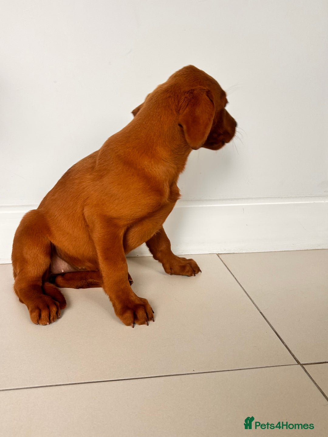 Labrador Retriever dogs for sale: Darkest Fox Red Labrador Puppies  - Image 6