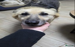 Mixed Breed dogs for adoption: GUS - The gentleman - Image 4