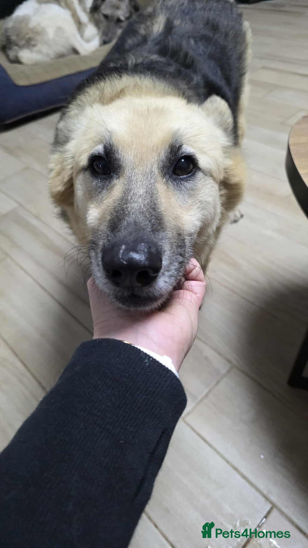 Mixed Breed dogs for adoption: GUS - The gentleman - Image 4