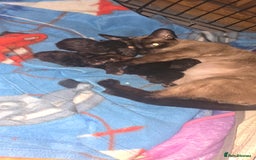 Siamese cats for sale: Siamese X British short hair  - Image 3