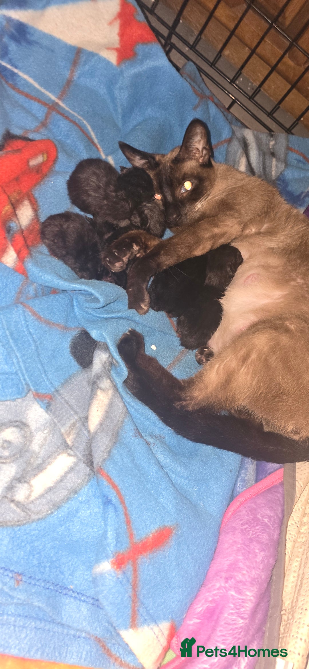 Siamese cats for sale: Siamese X British short hair  - Image 3
