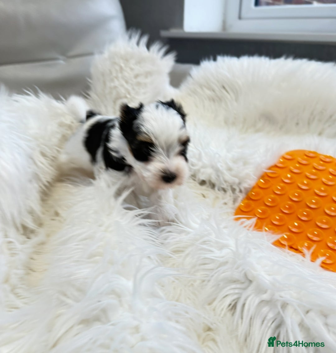 Biewer Terrier dogs for sale: Yorkshire terrier  - Advert 18