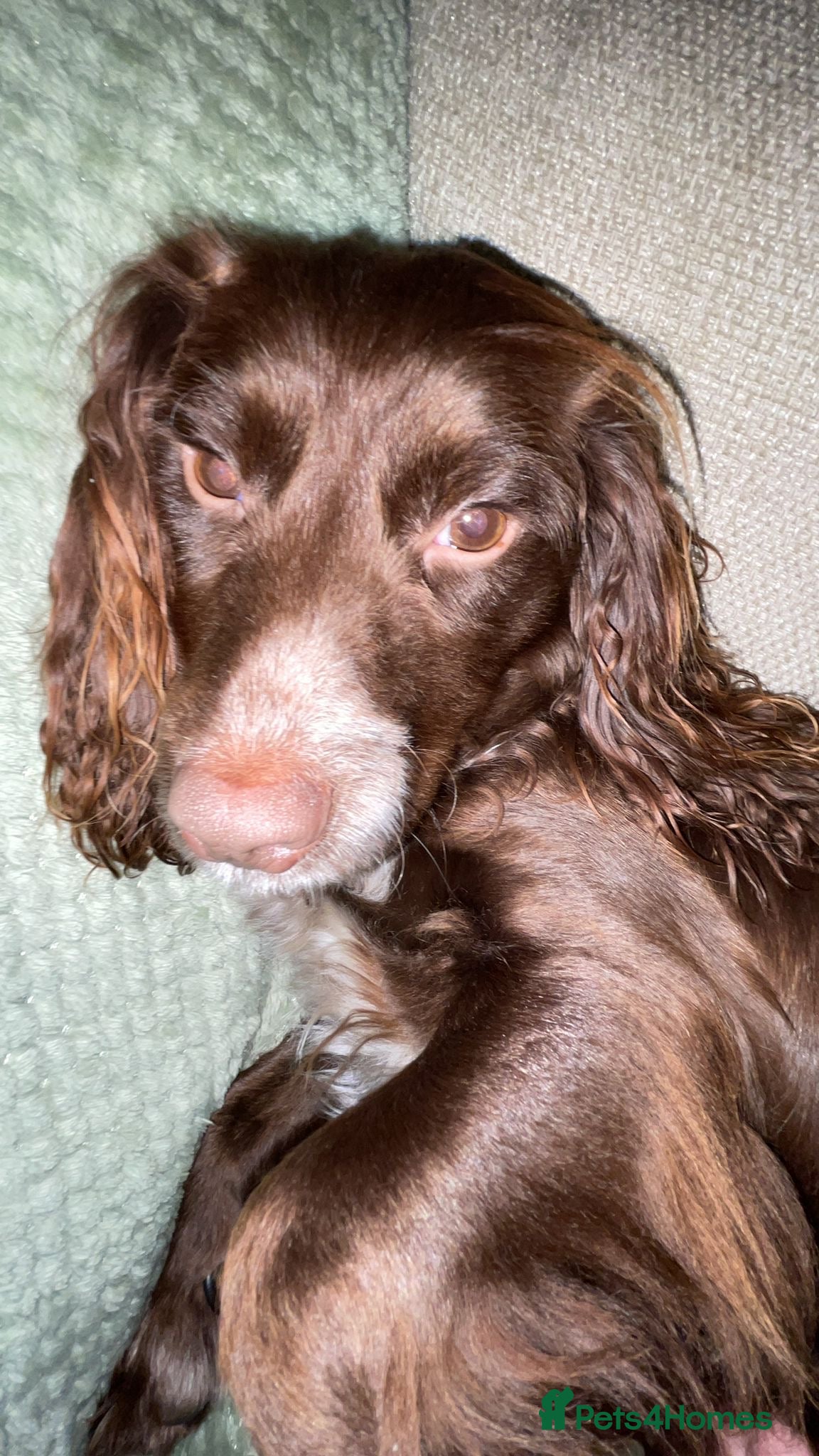 Cocker Spaniel dogs Cocker spaniel  - Advert 1