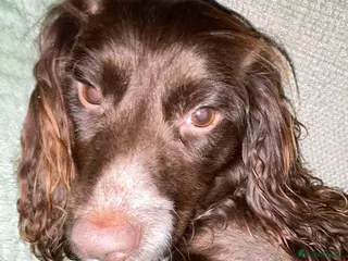 Cocker Spaniel dogs Cocker spaniel - Advert 1