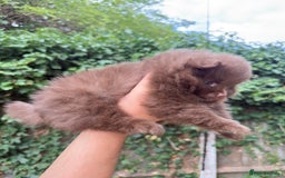 Pomeranian dogs for sale: 🌟 Adorable Pompom’s Ready to Melt Your Heart! 🌟 - Image 6