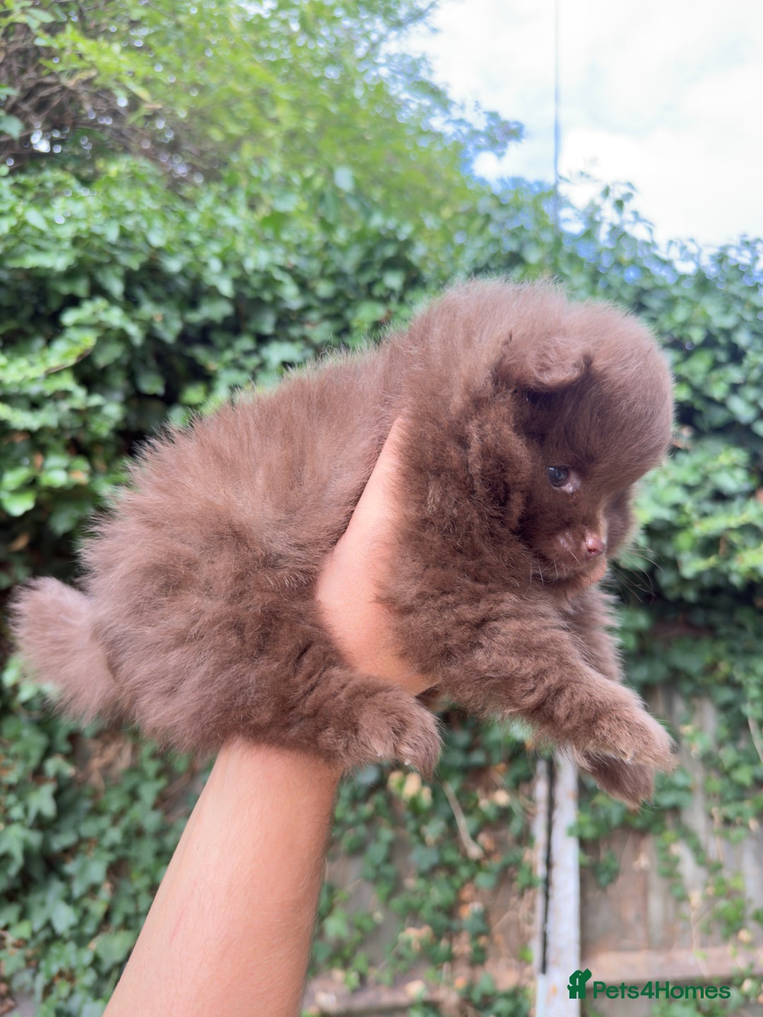 Pomeranian dogs for sale: 🌟 Adorable Pompom’s Ready to Melt Your Heart! 🌟 - Image 6