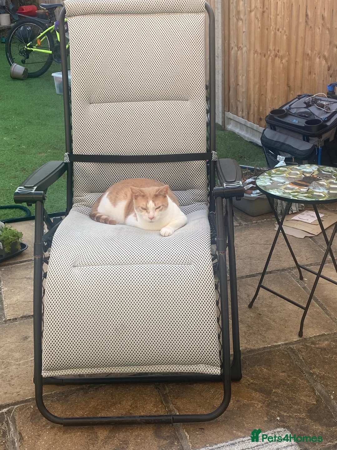 British Shorthair cats for sale: 💙Lovely 3 legged Tommy 💙 - Advert 5