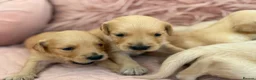 Golden Retriever dogs for sale: Golden Retriever Puppies - Advert 11