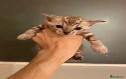 Bengal cats for sale: 🔥✨ Pedigree TICA-Registered Bengal Kittens - Image 25
