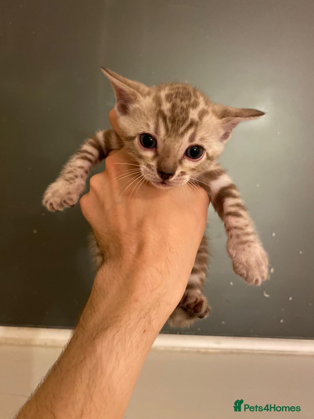 Bengal cats for sale: 🔥✨ Pedigree TICA-Registered Bengal Kittens - Image 25