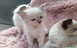 Ragdoll cats for sale: ***Ready Now Ragdoll Boys Ready For New Homes. - Image 11