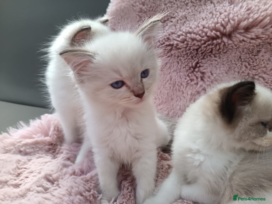 Ragdoll cats for sale: ***Ready Now Ragdoll Boys Ready For New Homes. - Image 11