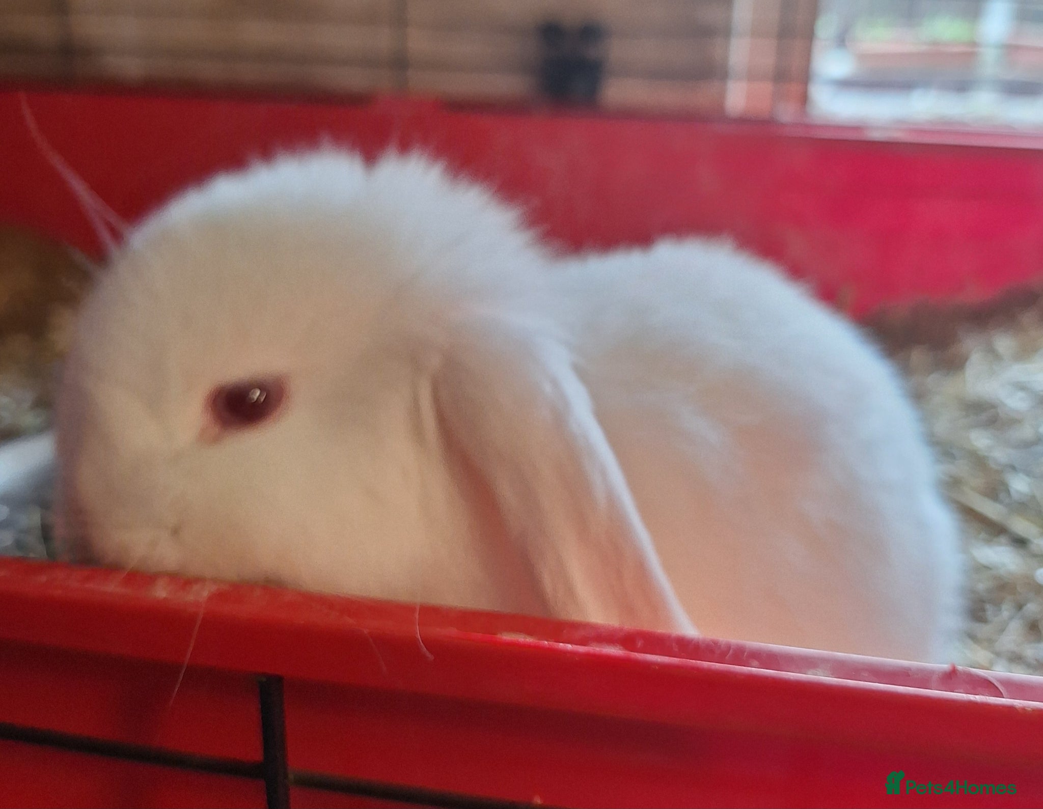 Dwarf Lop rabbits 2 adorable boy fluffs looking for their new homes - Advert 1