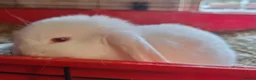 Dwarf Lop rabbits for sale: 2 adorable boy fluffs looking for their new homes - Advert 1
