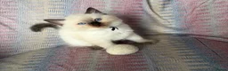Ragdoll cats for sale: Ragdoll kittens looking for their forever home 💗 - Advert 8